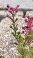 Fumaria officinalis officinalis