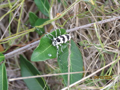 Rhaphidopsis melaleuca