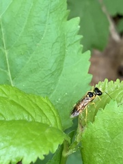 Pamphilius aurantiacus