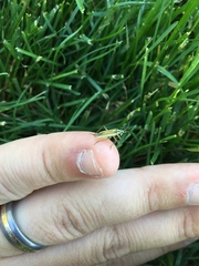 Leptopterna dolabrata