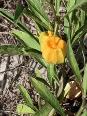Physalis angustifolia