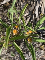 Physalis angustifolia