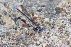 Argia hinei