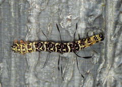 Tinolius hypsana
