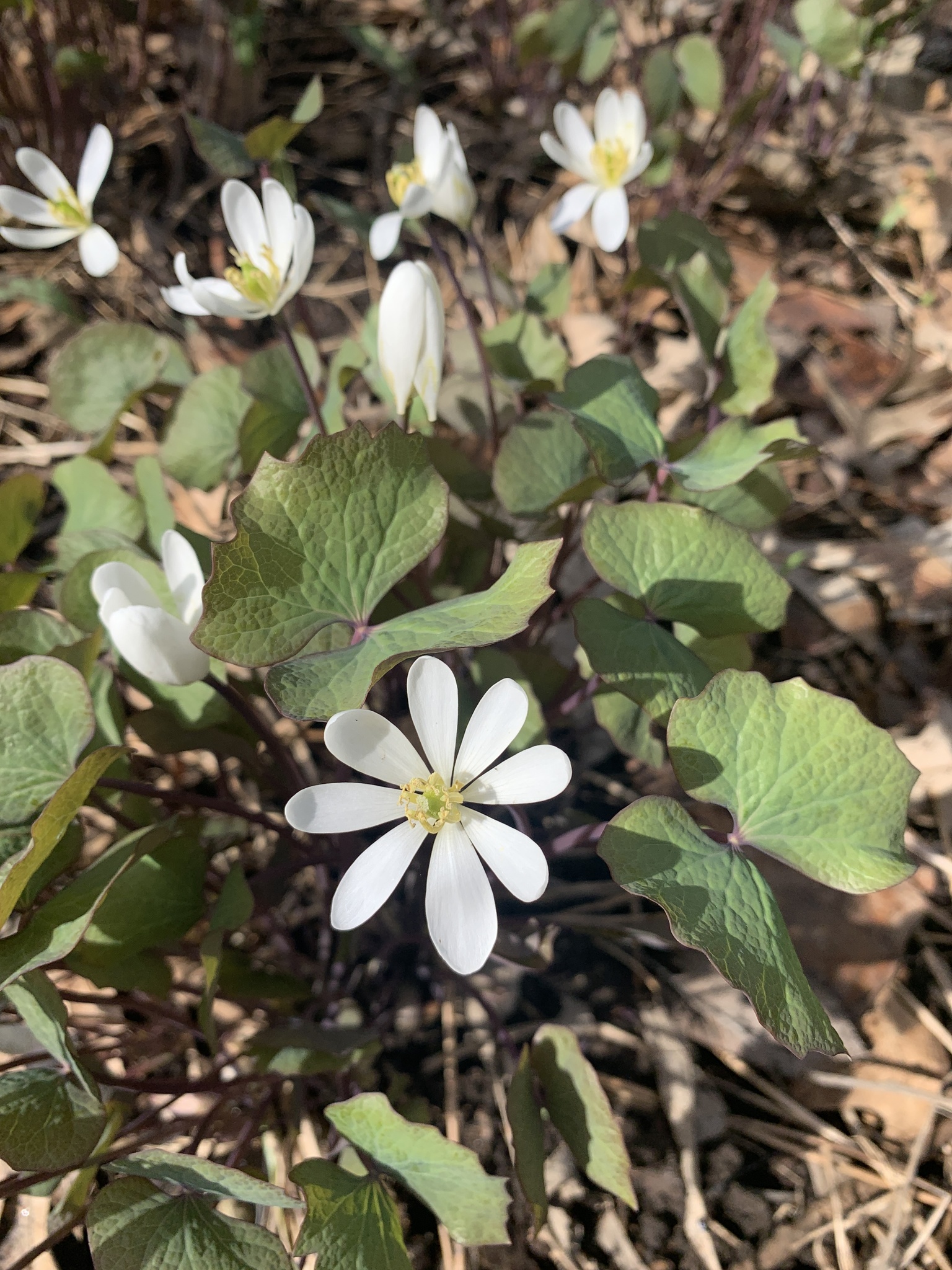 Jeffersonia diphylla