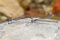 Argia hinei