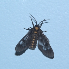 Eressa confinis