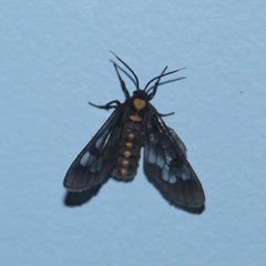 Eressa confinis