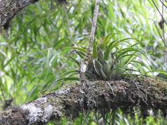 Aechmea recurvata