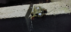 Rana temporaria