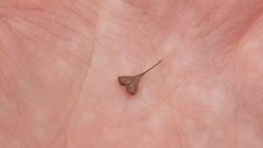 Capsella rubella