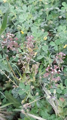 Capsella rubella