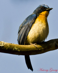 Cyornis tickelliae