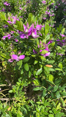 Polygala myrtifolia