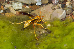 Polistes flavus