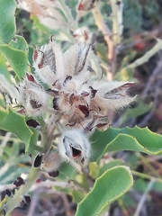 Jacksonia floribunda