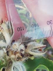 Jacksonia floribunda