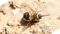 Bombylius erythropleurus