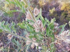 Jacksonia floribunda