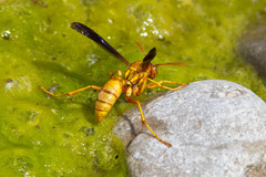 Polistes flavus