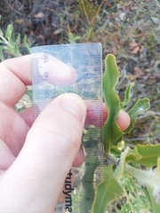 Jacksonia floribunda