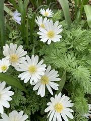 Anemonoides apennina