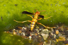 Polistes flavus