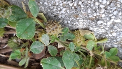 Medicago truncatula