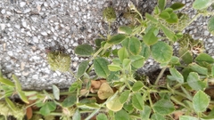 Medicago truncatula
