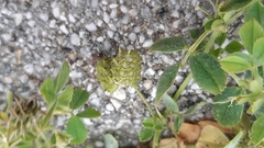 Medicago truncatula