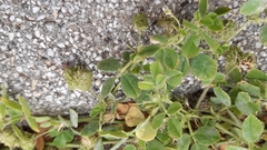 Medicago truncatula
