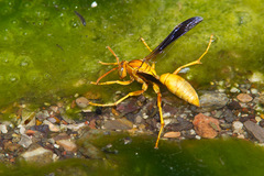 Polistes flavus