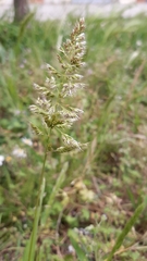 Trisetaria panicea