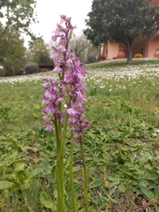 Anacamptis morio