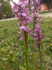 Anacamptis morio