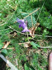 Soldanella montana