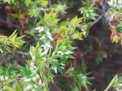 Styphelia conostephioides