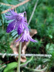 Soldanella montana