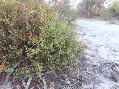 Styphelia conostephioides