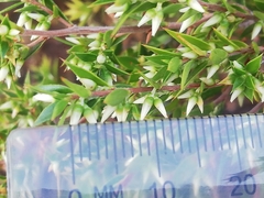 Styphelia conostephioides