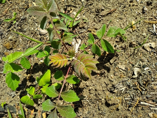 Image of Rhus michauxii by (c) Scott Ward, some rights reserved (CC BY)