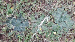Echium plantagineum