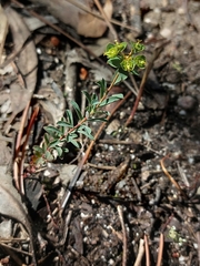 Euphorbia transtagana