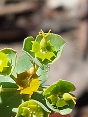 Euphorbia transtagana