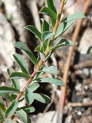 Euphorbia transtagana