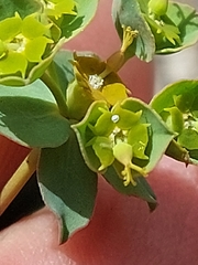 Euphorbia transtagana