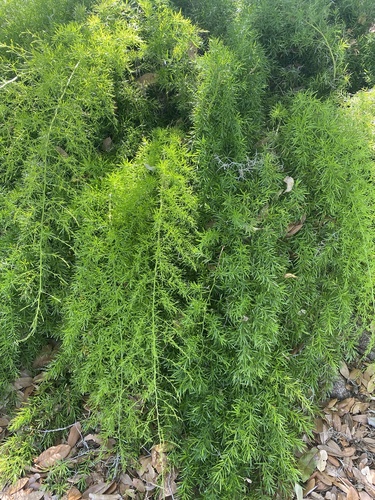 Asparagus aethiopicus image