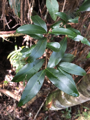 Austrobuxus swainii (Austrobuxus swainii)