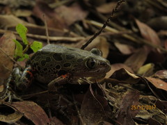 Hylambates maculatus