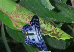 Dysphania transducta